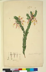 Sivu 33. Styphelia triflora, n. 1803-06 (wc, kynä, muste ja kynä)