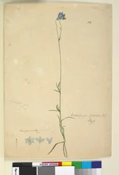 Sivu 36. Wahlenbergia gracilis, n. 1803-06 (wc, kynä, muste ja kynä)