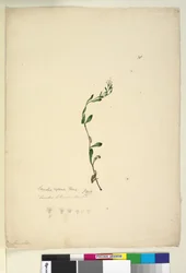 Sivu 38. Samolus repens, n.1803-06 (wc, kynä, muste ja kynä)
