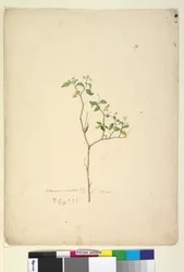Sivu 39. Solanum nigrum, c.1803-06 (wc, kynä, muste ja kynä)
