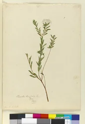 Sivu 3. Pimelea linifolia, n. 1803-06 (wc, kynä, muste ja kynä)