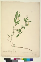 Sivu 43. Billardiera scandens, c.1803-06 (wc, kynä, muste ja lyijykynä)