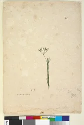Sivu 49. Trachymene linearis, n. 1803-06 (wc, kynä, muste ja kynä)