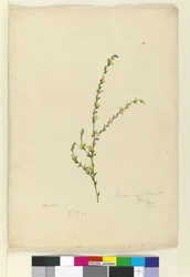 Sivu 4. Pimelea curviflora, c.1803-06 (wc, kynä, muste ja kynä)