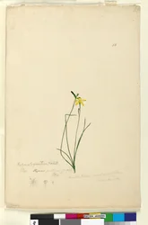 Sivu 55. Hypoxis hygrometrica, noin 1803-06 (wc, kynä, muste ja lyijykynä).