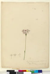 Sivu 63. Burchardia umbellata, n. 1803-06 (wc, kynä, muste ja kynä)