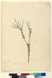 Sivu 64. Baeckea densifolia, n. 1803-06 (wc, kynä, muste ja kynä)