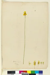 Sivu 6. Xyris operculata, n. 1803-06 (wc, kynä, muste ja kynä)