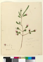 Sivu 76. Darwinia fascicularis, n. 1803-06 (wc, kynä, muste ja kynä)
