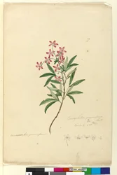 Sivu 77. Ceratopetalum gummiferum, c.1803-06 (wc, kynä, muste ja kynä)
