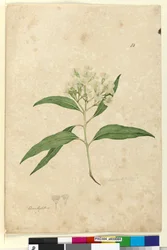Sivu 84. Eucalyptus paniculata, n. 1803-06 (wc, kynä, muste ja kynä)