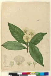 Sivu 85. Angophora intermedia, n. 1803-06 (wc, kynä, muste ja kynä)
