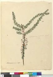 Sivu 86. Leptospermum scoparium, n. 1803-06 (wc, kynä, muste ja kynä)
