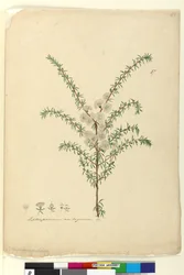 Sivu 87. Leptospermum ambiguum, n. 1803-06 (wc, kynä, muste ja kynä)