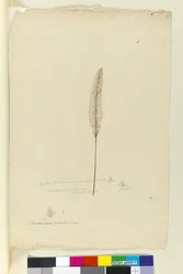 Sivu 8. Imperata arundinacea syn. Saccharum cylindricum, n. 1803-06 (wc, kynä, muste ja kynä)