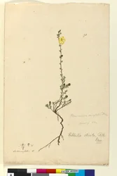 Sivu 93. Hibbertia stricta, n. 1803-06 (wc, kynä, muste ja kynä)