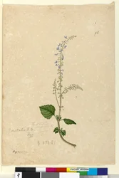 Sivu 96. Plectranthus australis, n. 1803-06 (wc, kynä, muste ja kynä)