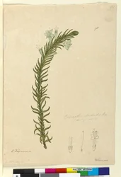 Sivu 98. Chloanthes stoechadis, n. 1803-06 (wc, kynä, muste ja kynä)