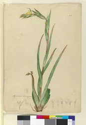 l. Phylidrum lanuginosum, n. 1803-06 (wc, kynä, muste ja kynä)