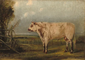 Nuori härkä, noin 1849 (öljy kankaalle)