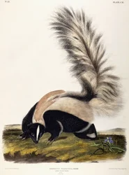 Pitkähäntäinen haisunäätä, 1846