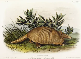 Yhdeksännauhainen armadillo, 1849-1854