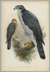 Astur Palumbarius - Goshawk, piirtänyt J. Wolf, kaiverrus H. C. Richter