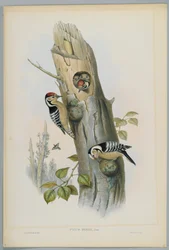 Picus Minor - Pikkutikka, kaiverrus H. C. Richter