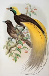 Paratiisilintu: isoparatiisilintu, Paradisaea apoda