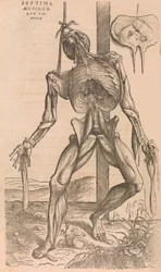 De humani corporis fabrica ihmiskehon rakenteesta, 1555.