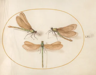 Dragonfly, n. 1575-80