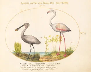Levy 14: Spoonbill Crane ja Flamingo