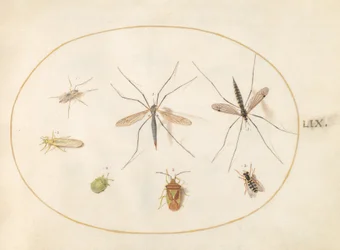 Levy 59: Seitsemän hyönteistä, mukaan lukien Hawthorn Shield Bug, kurkkukärpäset ja hoverfly