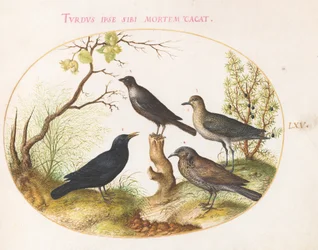 Levy 65: Blackbird, Starling(?) ja muut linnut
