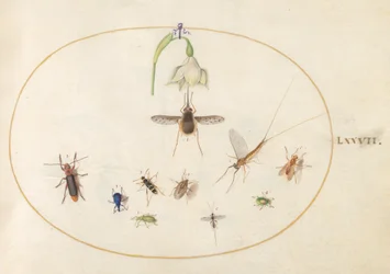 Taulu 77: Täplikäs villakärpänen ja valkoinen kukka, päivänkorento, sininen kärsäkäs sekä muita hyönteisiä