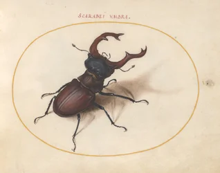 Scarab kovakuoriainen, n. 1575-80