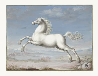 valkoinen hevonen
