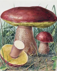 Sienen tutkimus