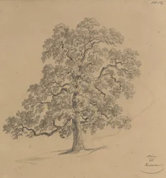 Puututkielma Mauerista