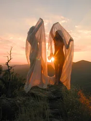 Auringossa