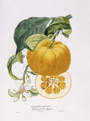 Appelsiinipuiden luonnonhistoria, 1818-20