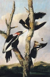 Norsunluu-nokkaiset tikkat, n. 1830-31