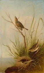 Teräväpyrstöinen peippo, 1831-1833.