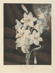 Valkoinen kirjavalehtinen lilja, 1800, Robert John Thorntonilta, "Floran temppeli", 1799-1812