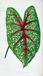 Chantini Caladium -lehti. Kasvitieteellinen taulu "" Kasveilla värikkäillä lehtineen.