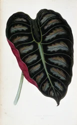 Alocasia metallican lehti. Kasvitieteellinen taulu "" Kasveissa, joissa on värillinen lehti. London Horticulture Societyn jäsenten Edward Joseph Lowen ja W. Howardin kokoelma merkittävimpiä puutarhojen, kasvihuoneiden ja huoneistojen sisustamiseen käytetty