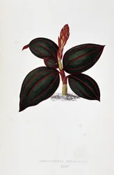 Anoectochilus Rubro Venian lehti.