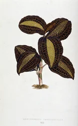 Anoectochilus Xantophyllus -lajin lehti. Kasvitieteellinen taulu "" Kasveilla värikkäillä lehdillä.