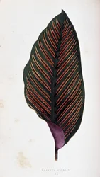 Maranta lehtien megalis. Kasvitieteellinen taulu "" Kasveilla värikkäillä lehtineen.