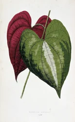 Jamsinlehtiä 2 värissä (Dioscorea discolor). Kasvitieteellinen taulu "" Kasveilla värikkäillä lehdillä. London Hortin jäsenten Edward Joseph Lowen ja W. Howardin kokoelma merkittävimpiä puutarhojen, kasvihuoneiden ja huoneistojen sisustamiseen käytettyjä l